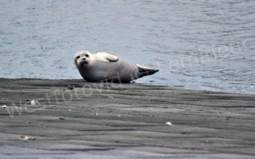 Ijzemonding005zeehond