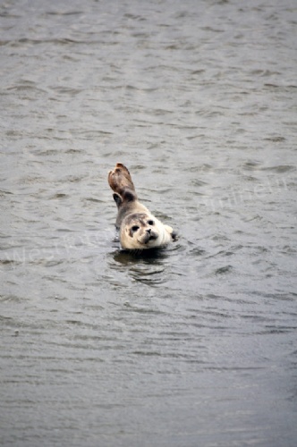 Ijzemonding091zeehond
