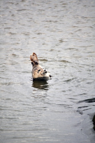 Ijzemonding094zeehond
